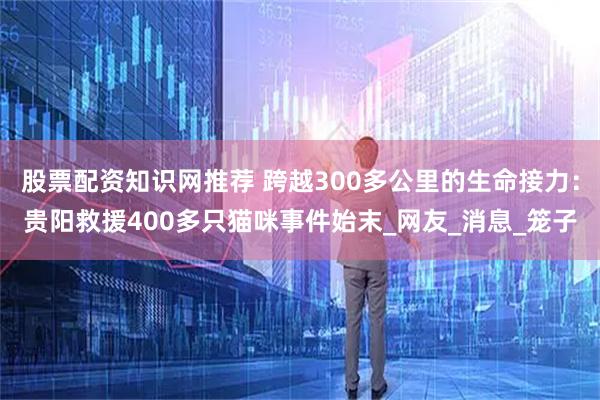 股票配资知识网推荐 跨越300多公里的生命接力：贵阳救援400多只猫咪事件始末_网友_消息_笼子