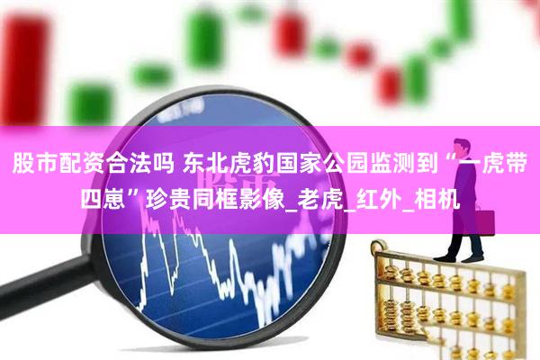 股市配资合法吗 东北虎豹国家公园监测到“一虎带四崽”珍贵同框影像_老虎_红外_相机