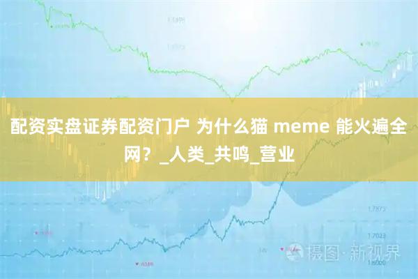 配资实盘证券配资门户 为什么猫 meme 能火遍全网？_人类_共鸣_营业