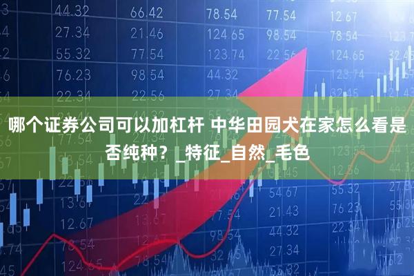 哪个证券公司可以加杠杆 中华田园犬在家怎么看是否纯种？_特征_自然_毛色